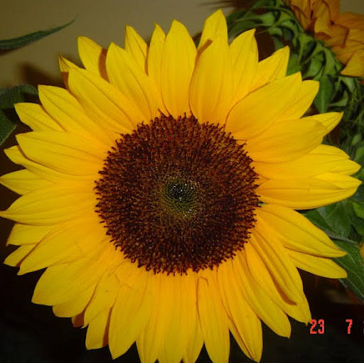 Joyce Boudreau Photo 22