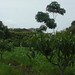 Jacinto Rosa Photo 18