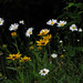 Susan Stack Photo 10