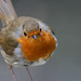 Robin Nesbitt Photo 31