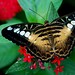 Sylvia Brown Photo 13