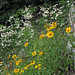 Susan Stack Photo 11