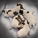 Jack Russell Photo 27