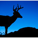 Virginia Buck Photo 21