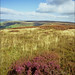 Ron Combs Photo 28