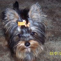 Thomas Lyles Photo 29