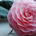 Stephanie Flowers Photo 39
