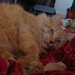 Lester Hill Photo 25