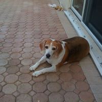 Chester Daniel Photo 7