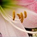 Lilly Rosa Photo 17