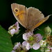Sandy Meadows Photo 34