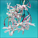 Jasmine Blue Photo 10