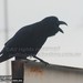 Bill Crow Photo 24