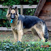 Patsy Shepherd Photo 18