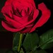 Rose Patrick Photo 32