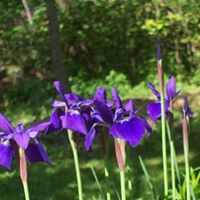Donna Staton Photo 12