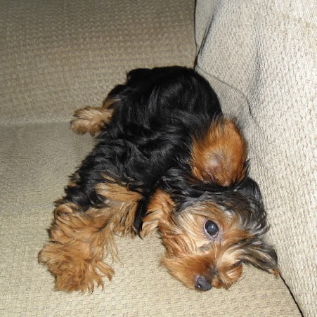 Vicki Romero Photo 8