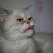 Vicky Samples Photo 7