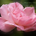 Elizabeth Rose Photo 57