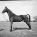 Betty Cushing Photo 18