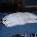 Laura Bald Photo 11
