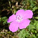 Robert Plante Photo 13