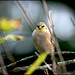 Autumn Finch Photo 12