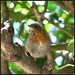 Robin Younger Photo 14
