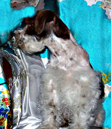 Ginger Morris Photo 13