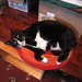 Kitty Sherman Photo 8