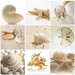 Marie Shell Photo 7