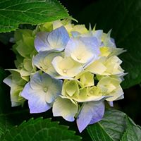 Linda Chappell Photo 19