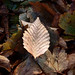 Robert Somerville Photo 27