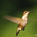 Robin Hummer Photo 9