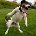 Jack Russell Photo 22