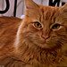 Thomas O'Malley Photo 15