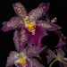 Patricia Mccully Photo 26