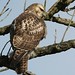 David Hawk Photo 18
