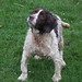 Nell Springer Photo 11