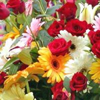 Zia Ahmad Photo 11