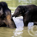 Dalip Singh Photo 11