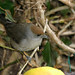 Sylvia Ireland Photo 14