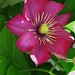 Judy Brewer Photo 24