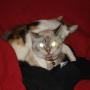 Lisa Rowland Photo 41