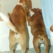 Russell Swartz Photo 11