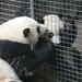 Sheng Lin Photo 34