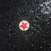 Gayle Robertson Photo 15