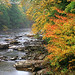 Virginia Forest Photo 6