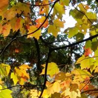 Connie Purvis Photo 8
