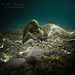 Andrew Marino Photo 35